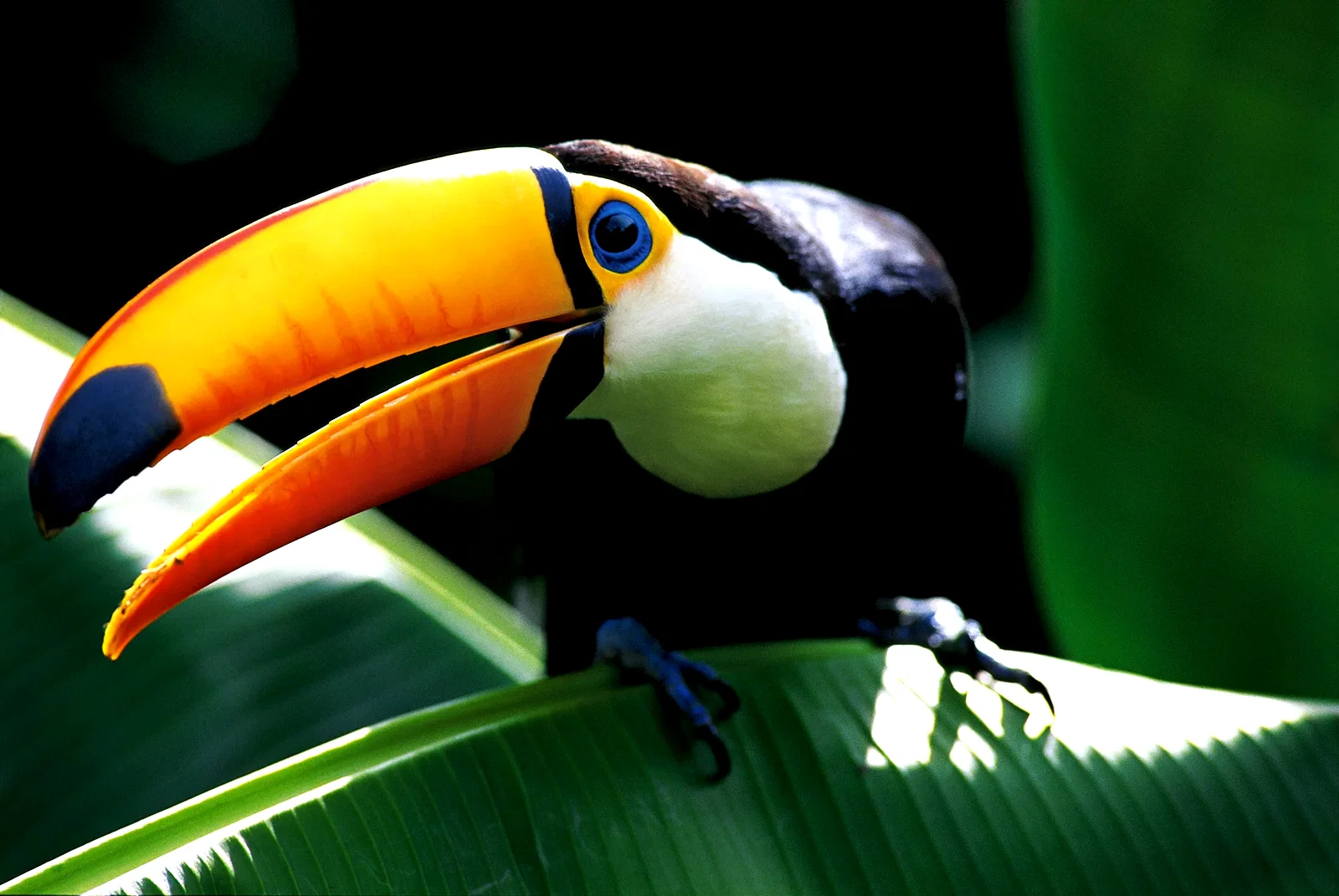 Photo 10 du film : Amazonia