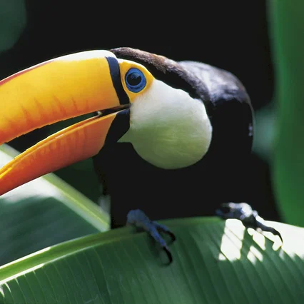 Miniature photo du film : Amazonia