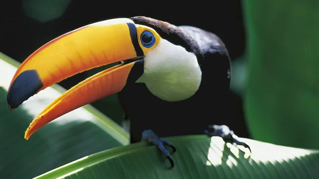 Photo 10 du film : Amazonia