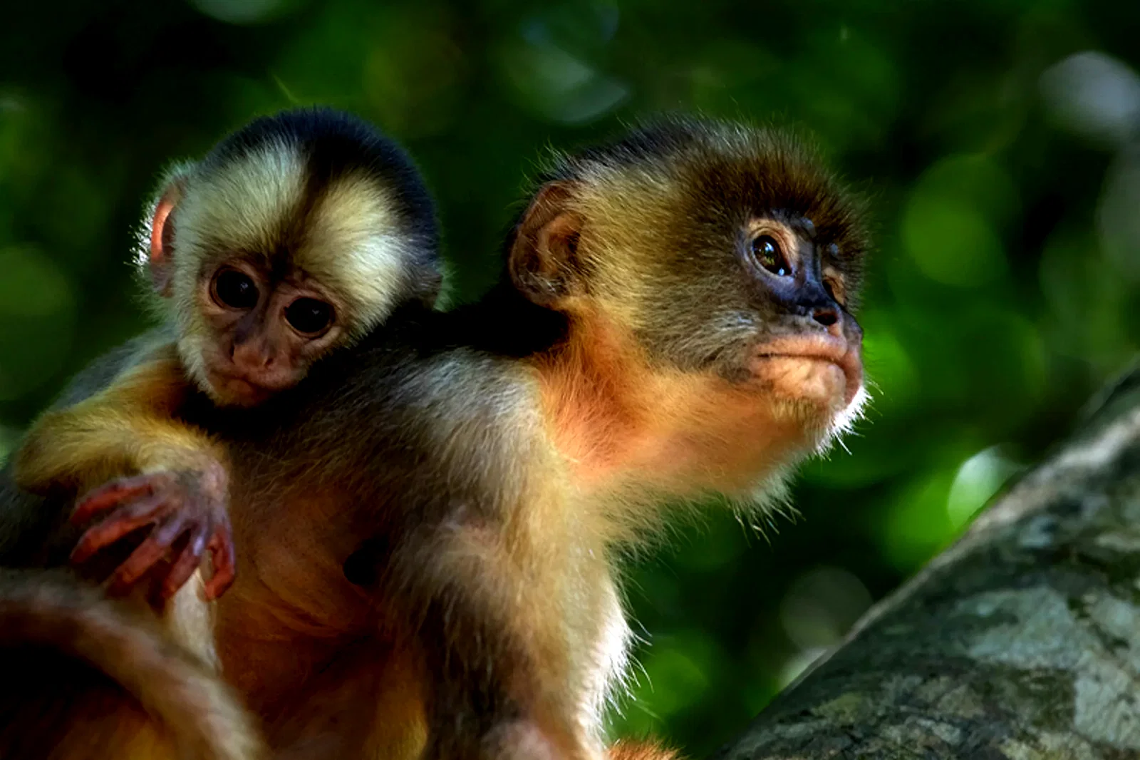 Photo 9 du film : Amazonia