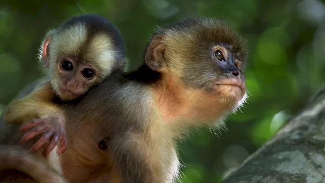 Photo 9 du film : Amazonia