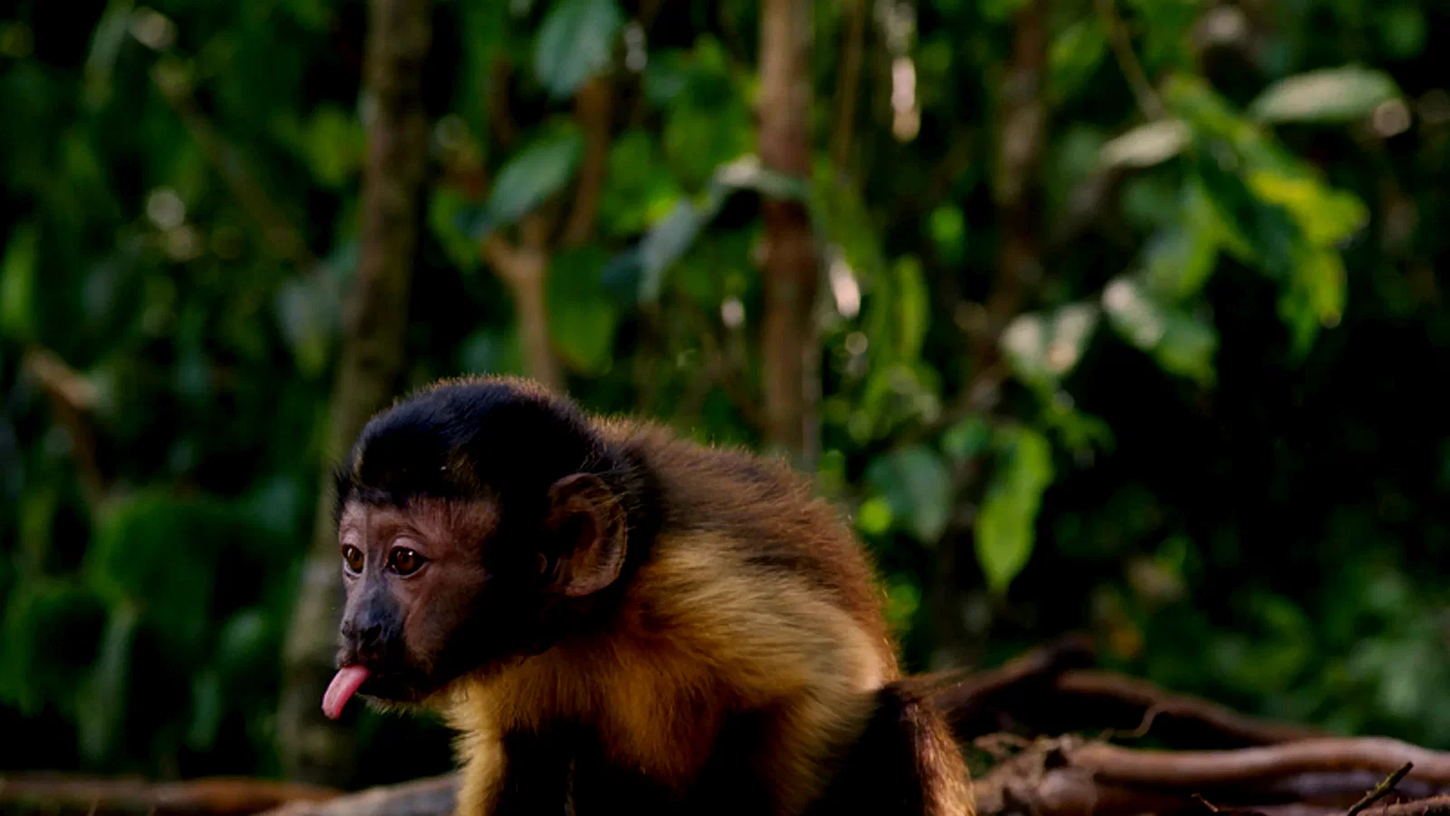 Photo 11 du film : Amazonia