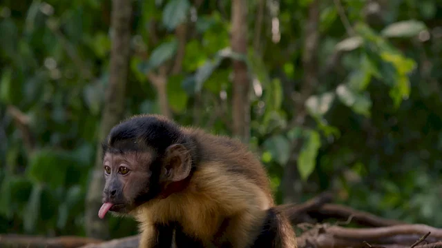 Photo 11 du film : Amazonia