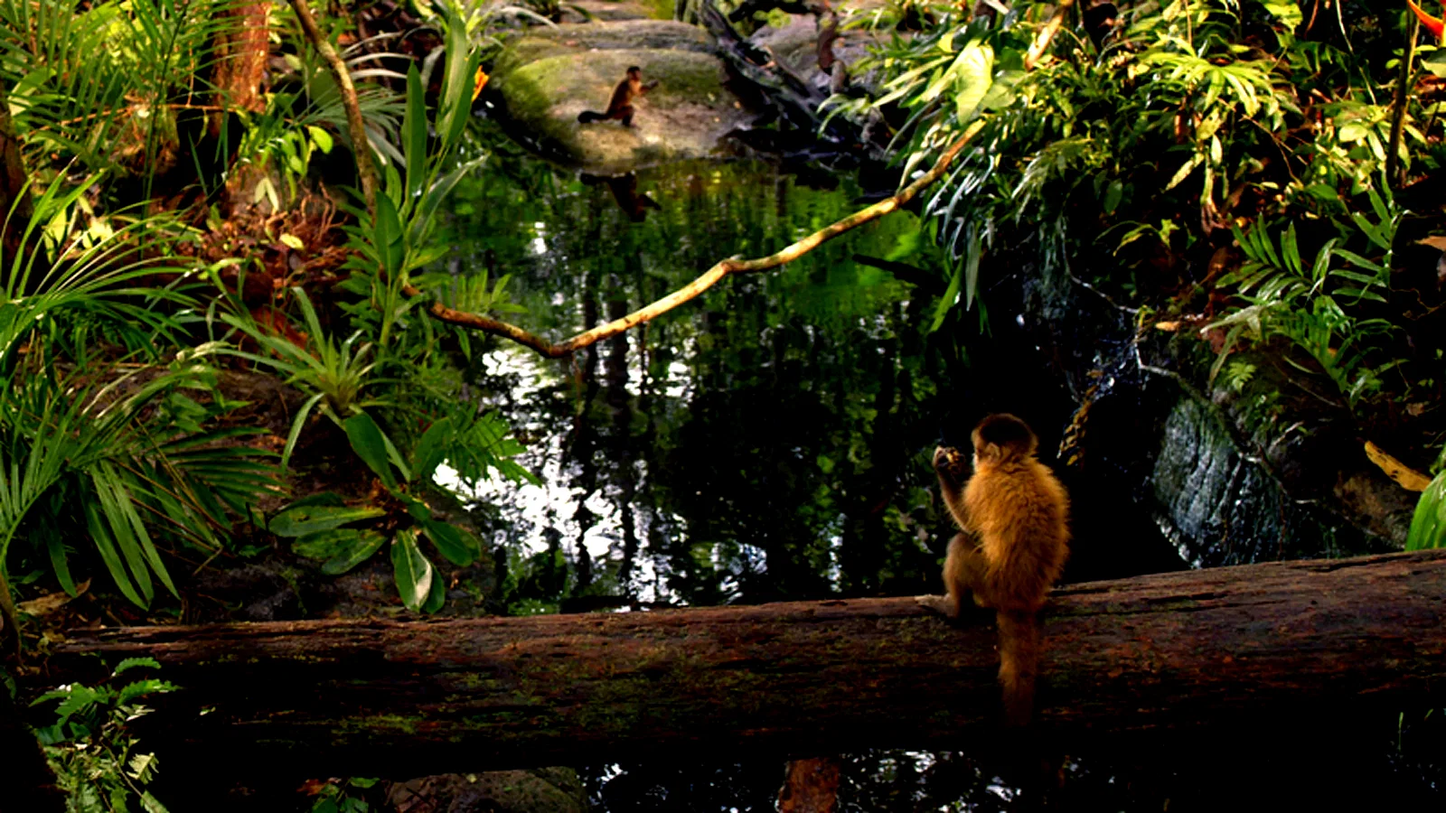 Photo 12 du film : Amazonia