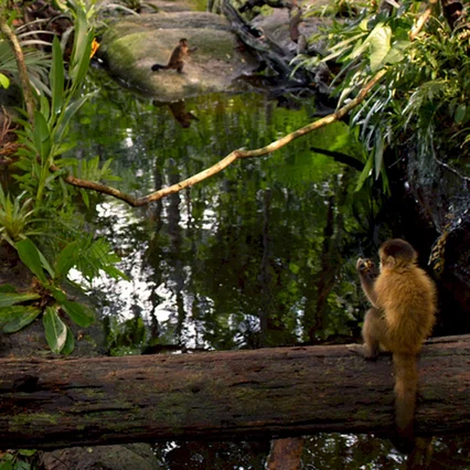 Miniature photo du film : Amazonia