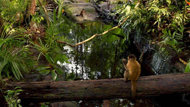 Photo 12 du film : Amazonia