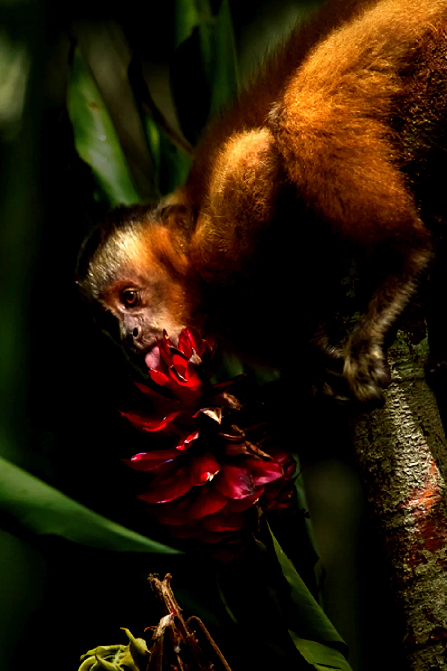 Photo 13 du film : Amazonia