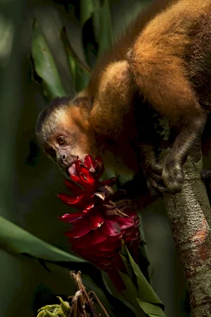 Photo 13 du film : Amazonia