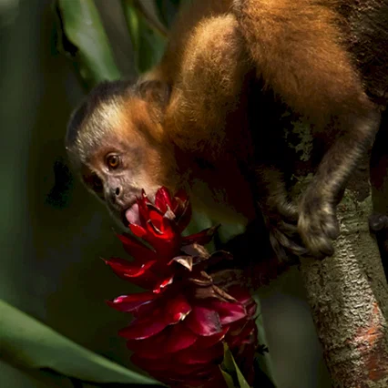 Miniature photo du film : Amazonia