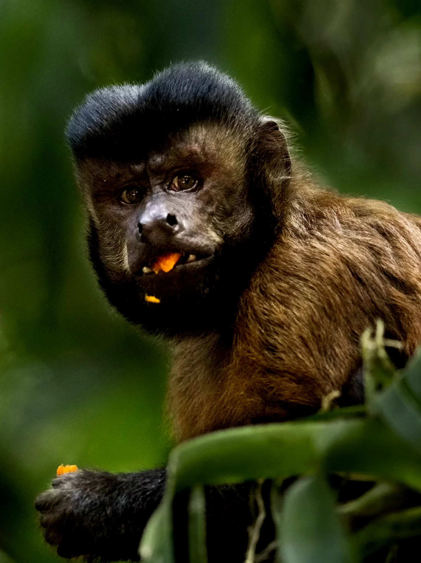Photo 14 du film : Amazonia