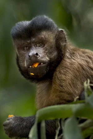 Photo 14 du film : Amazonia
