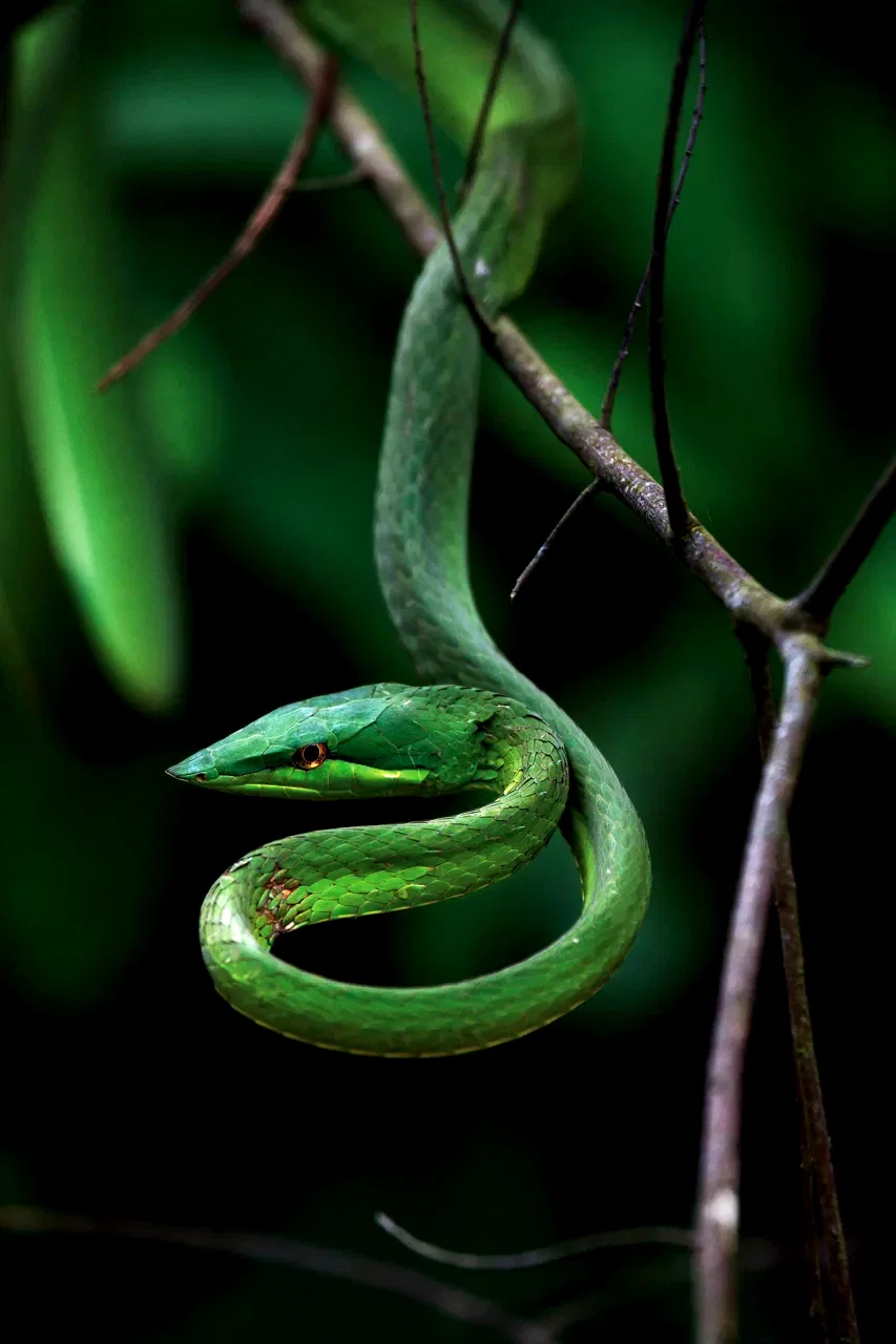 Photo 15 du film : Amazonia