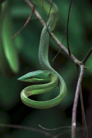 Photo 15 du film : Amazonia