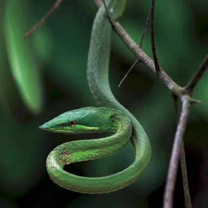 Miniature photo du film : Amazonia