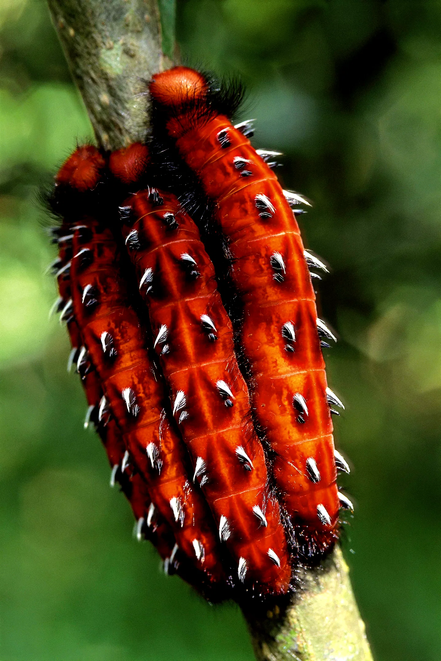 Photo 16 du film : Amazonia