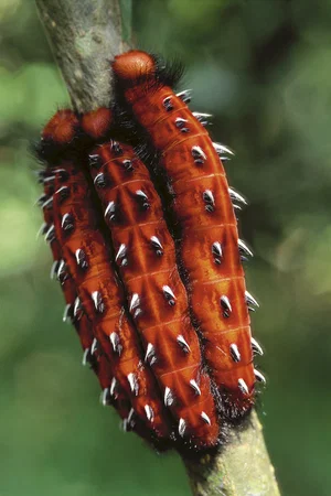 Photo 16 du film : Amazonia
