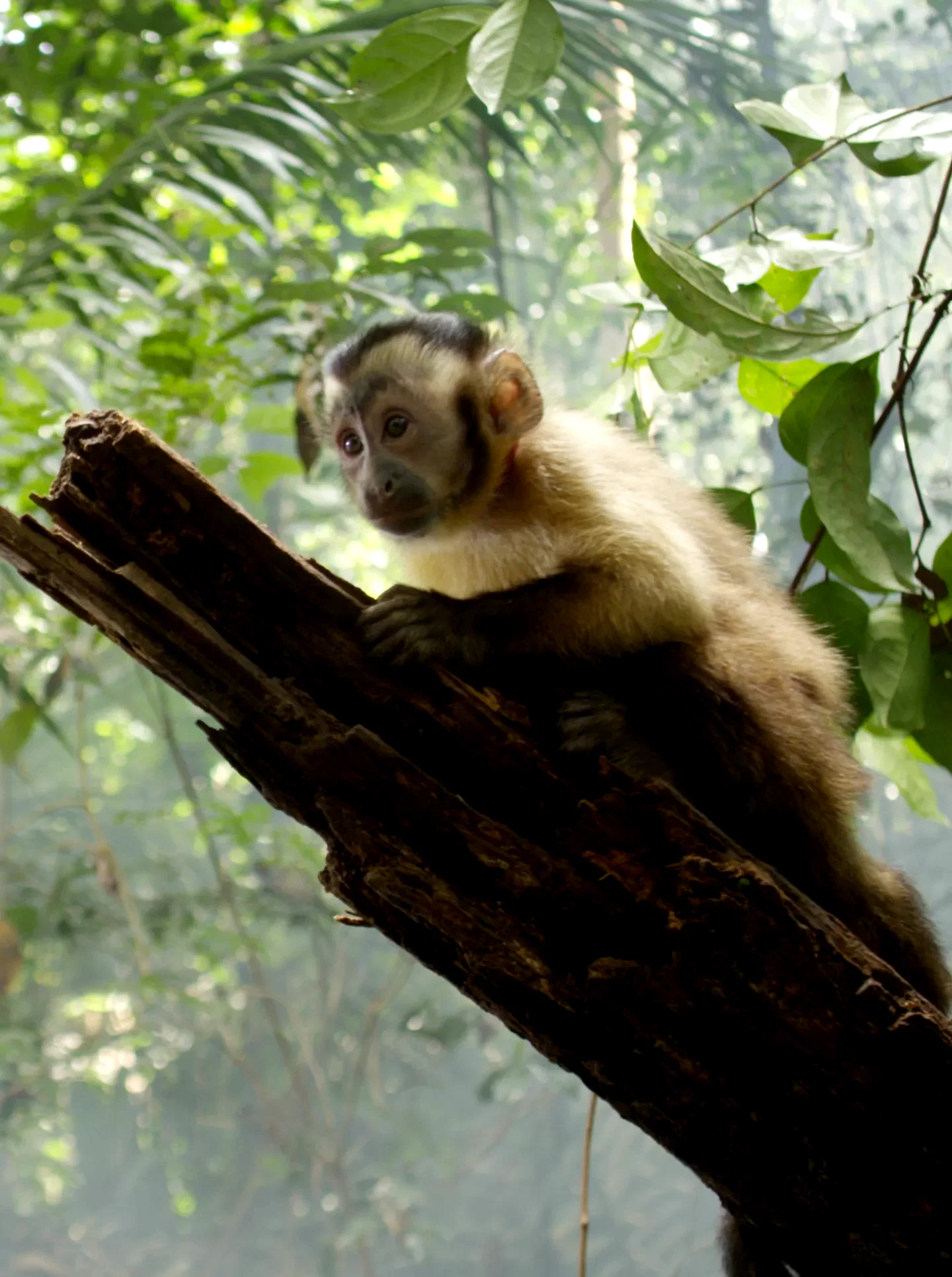 Photo 17 du film : Amazonia