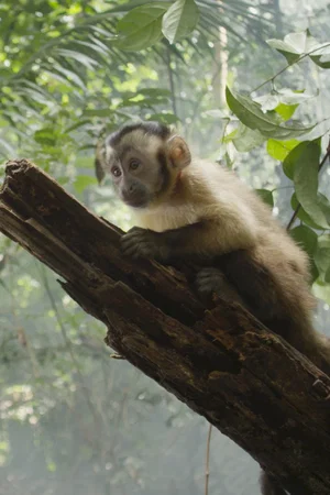 Photo 17 du film : Amazonia