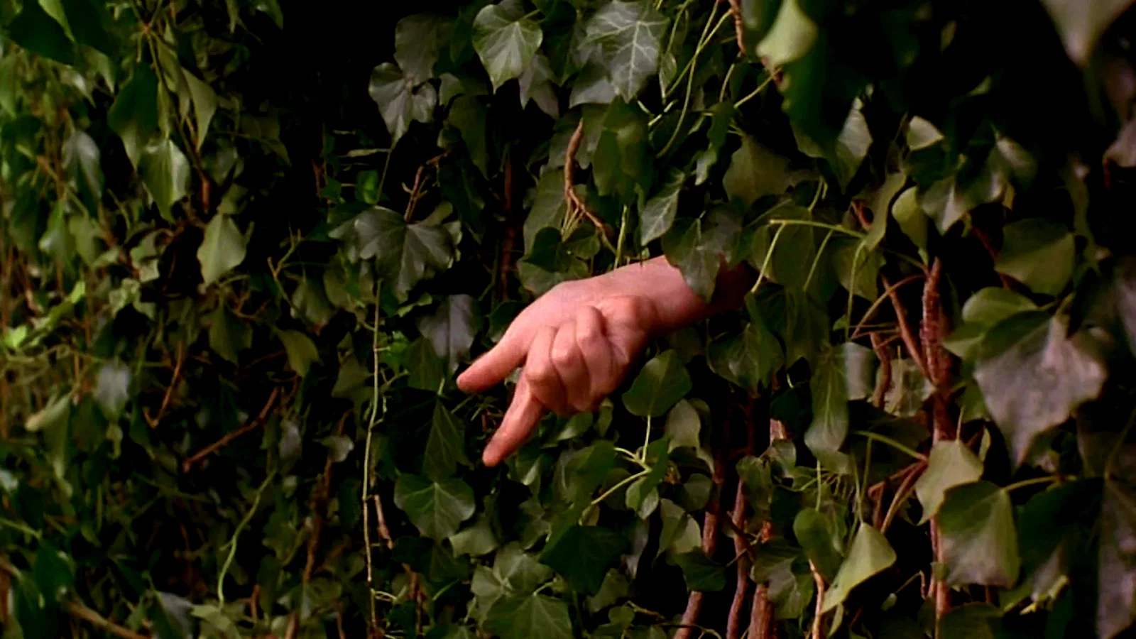 Photo 3 du film : Le jardin secret