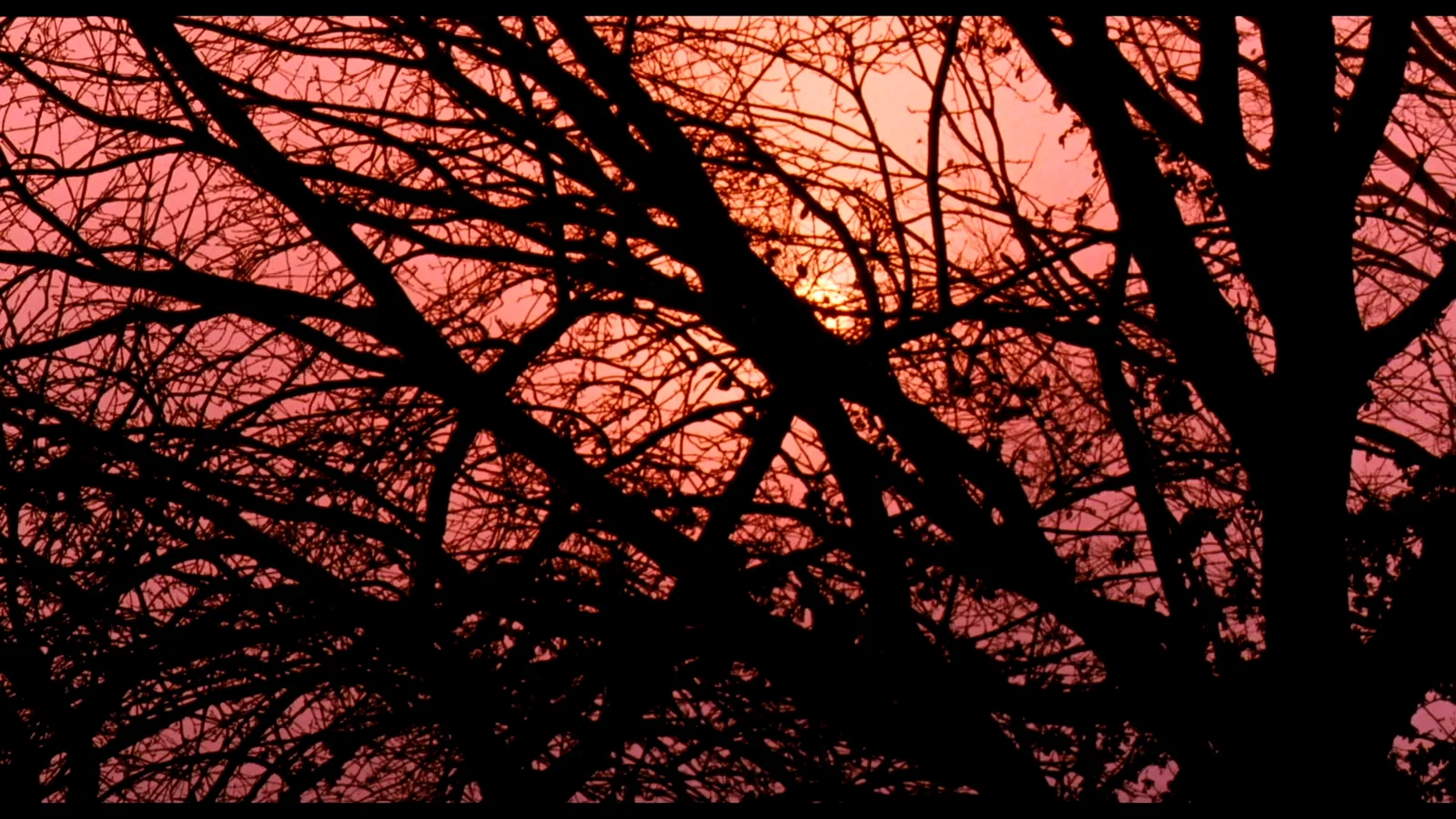 Photo 11 du film : Le Cercle des poètes disparus