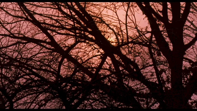 Photo 11 du film : Le Cercle des poètes disparus
