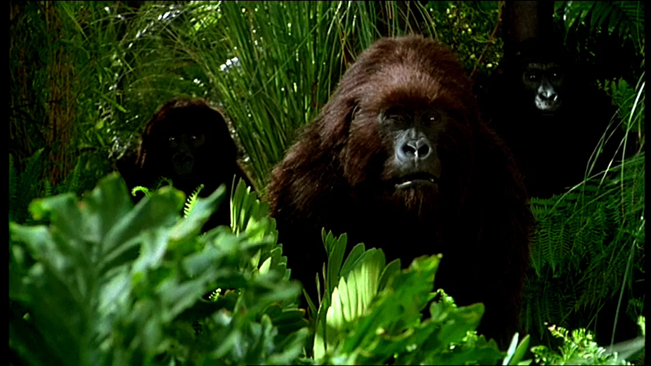 Photo 3 du film : Congo