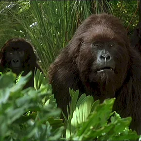 Photo du film : Congo