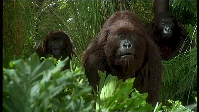 Photo 3 du film : Congo