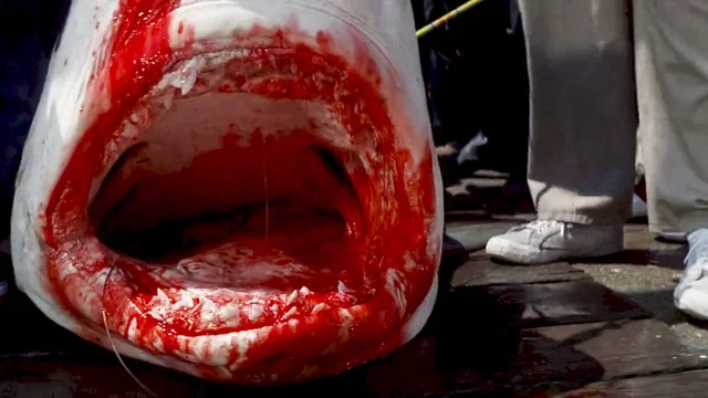 Photo du film : Les Dents de la mer