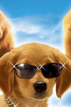Affiche du film 5 Toutous prêts à tout