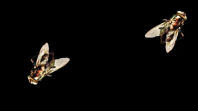 Photo du film : La mouche 2