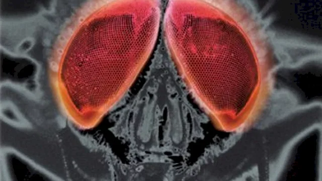 Photo du film : La mouche 2