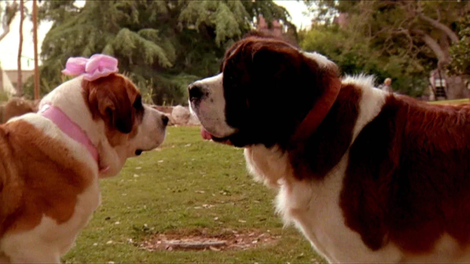 Photo 2 du film : Beethoven 2