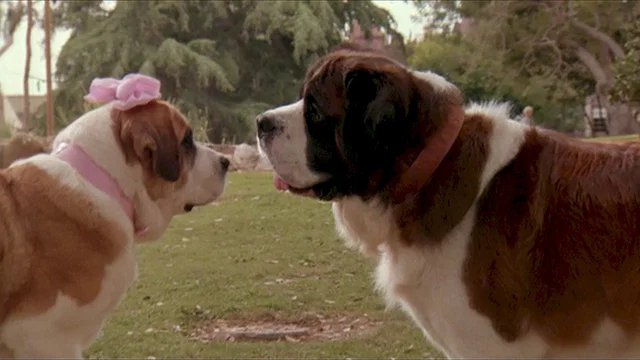 Photo 2 du film : Beethoven 2
