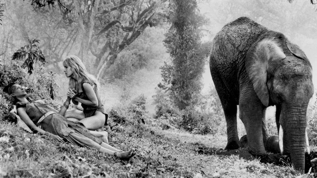 Photo du film : Sheena reine de la jungle