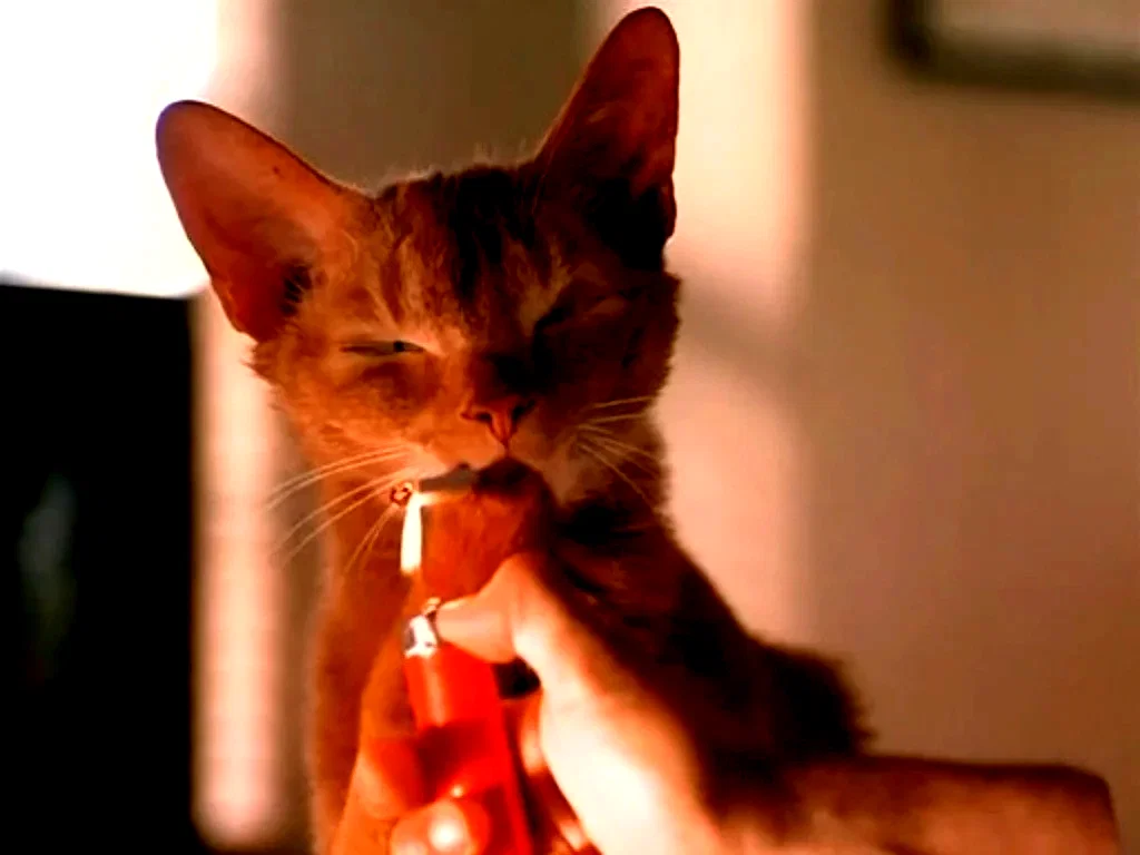 Photo 3 du film : Entropy