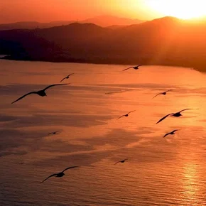 Photo du film : Jonathan livingston le goeland