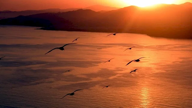 Photo 2 du film : Jonathan livingston le goeland