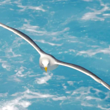 Miniature photo du film : Jonathan livingston le goeland