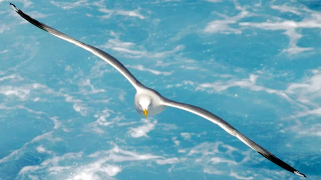 Photo 3 du film : Jonathan livingston le goeland