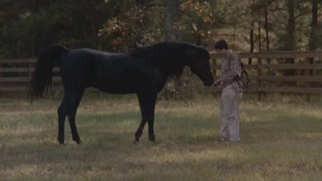 Photo du film : Le retour de l'etalon noir