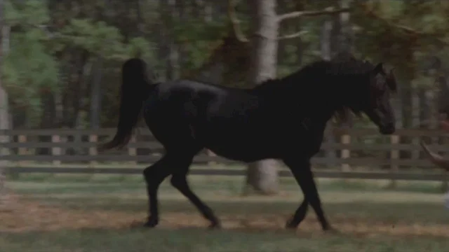 Photo du film : Le retour de l'etalon noir