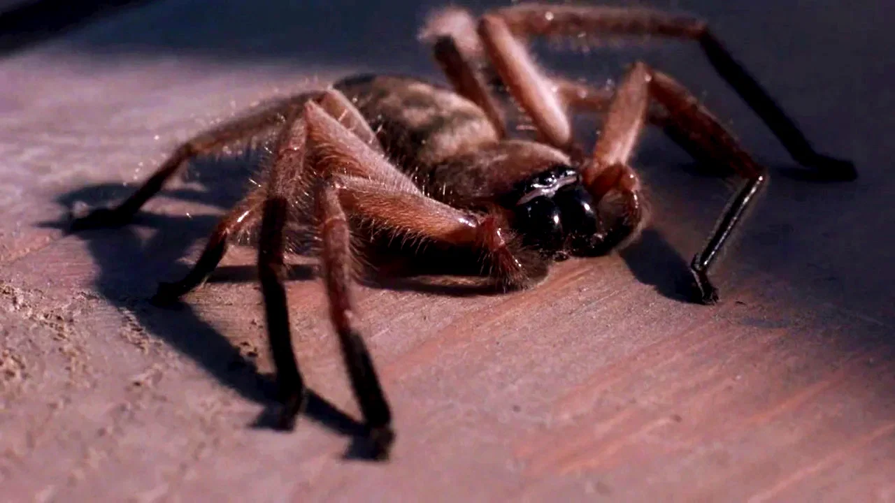 Photo 6 du film : Arachnophobie