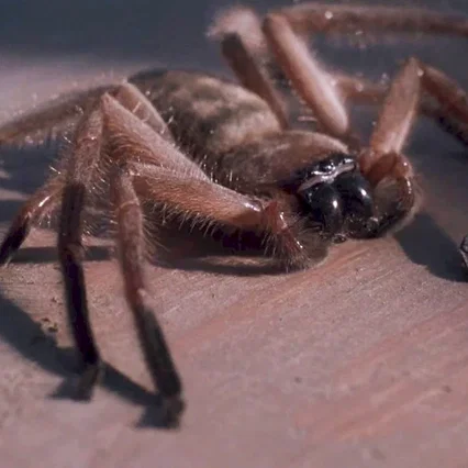 Miniature photo du film : Arachnophobie