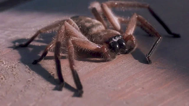 Photo 6 du film : Arachnophobie