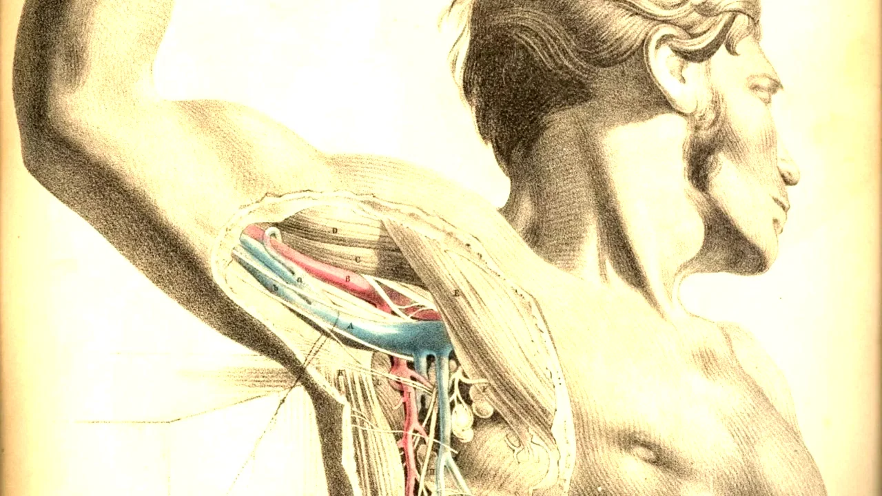 Photo 3 du film : Anatomie 2