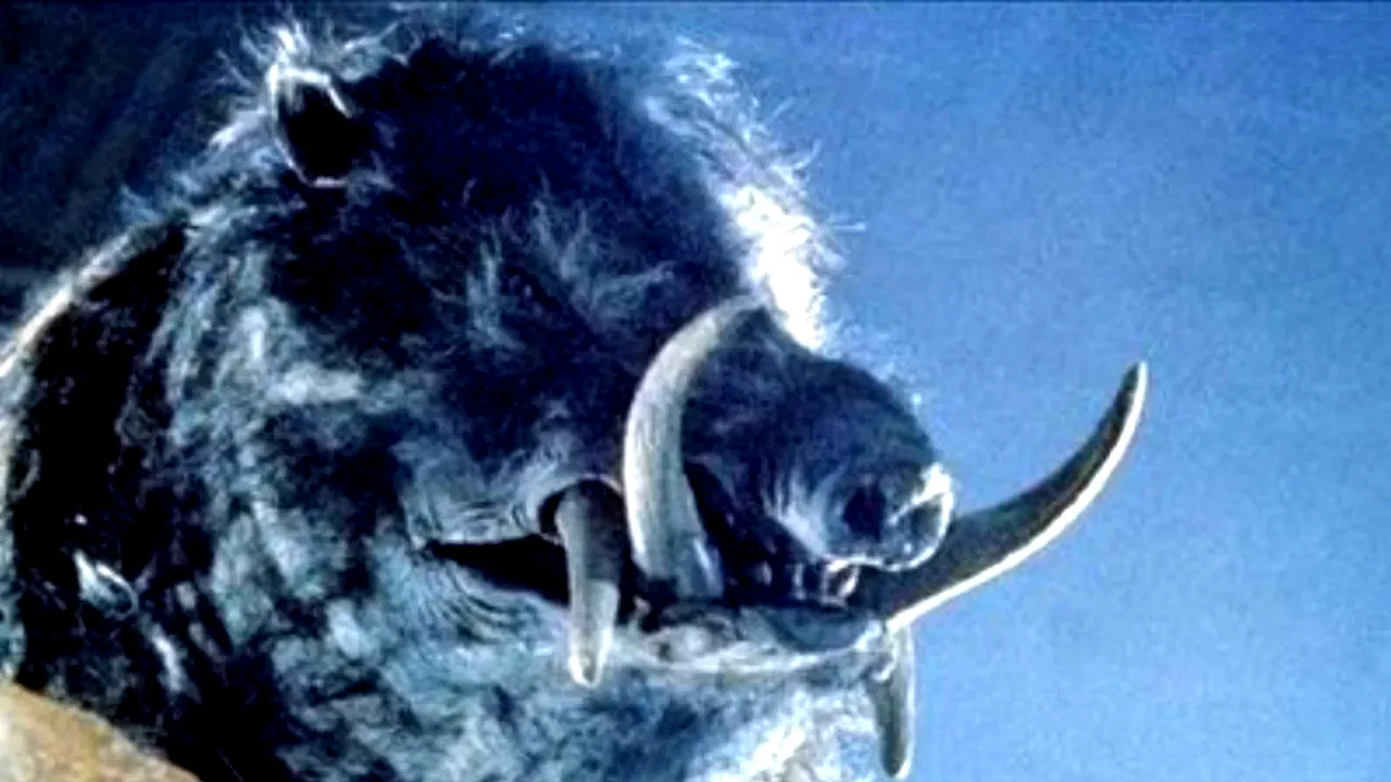 Photo 2 du film : Razorback