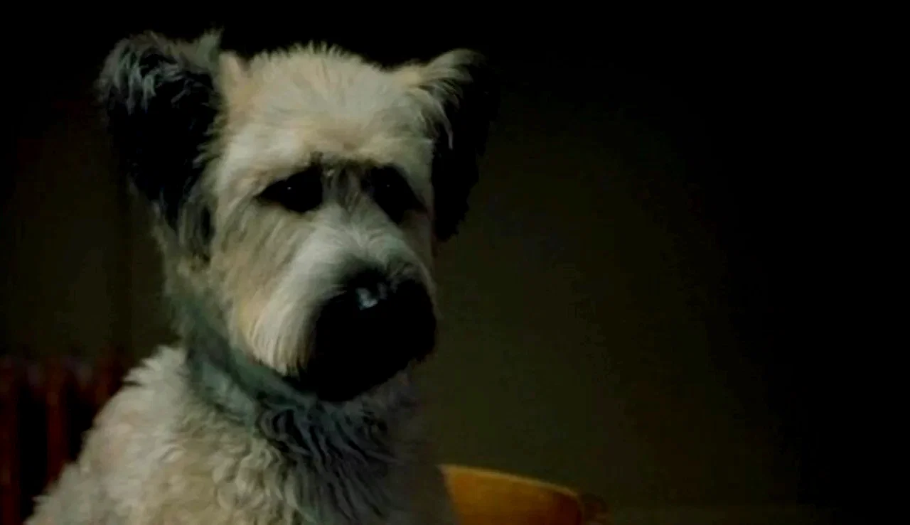 Photo 2 du film : Karate dog