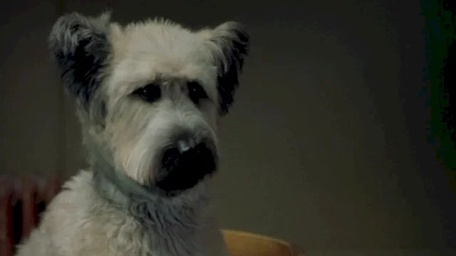 Photo 2 du film : Karate dog