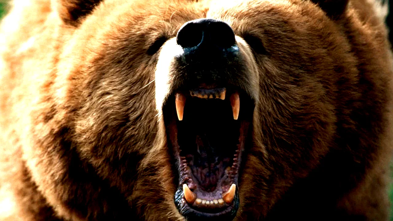 Photo 2 du film : Grizzly le monstre de la foret